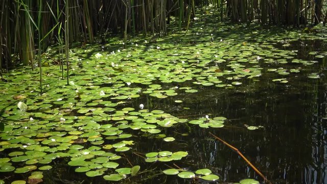 Hydrocharis morsus-ranae, frogbit, is a flowering plant. Beautiful scenery of wildlife on Lake Kugurluy, Ukraine.
