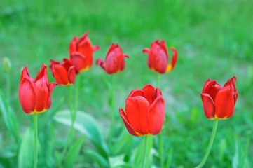 Flowers of a red tulip on a green lawn. Close-up.