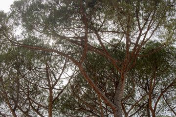 A blue sky with a big tree in a summer day.
