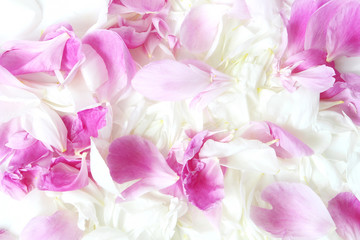 Beautiful pink and white rose and peony petals. Floral texture. Wedding or Valentines day background. Flat lay, top view.