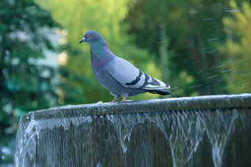 The dove sits on the fountain.