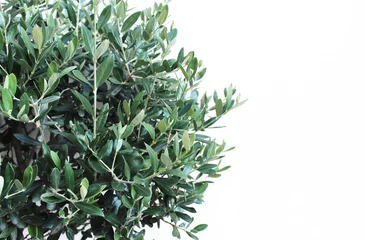 Fototapete Olivenbaum Botanischer Stil stock Bild, Web-Banner Nahaufnahme der grünen Olivenbaum Blätter und Zweige, Olea europaea über weiße Wand. Leeren Sie Platz für Text.