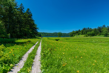 Daylilies blooming around Ozenuma Swamp in Oze National Park, Japan's largest area of highland marsh stretching across Gunma, Niigata and Fukushima prefectures