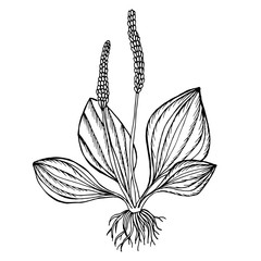 plantain useful plant black outline on a white background