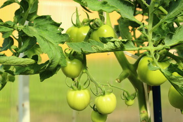 Green round tomatoes growing in a greenhouse in the garden. Close-up. Background.