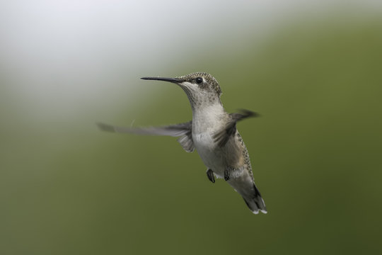Skydancer