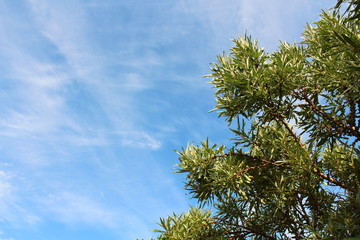 A beautiful blue sky with cirrus clouds and branches of sea-buckthorn. Close-up. Background. Texture.