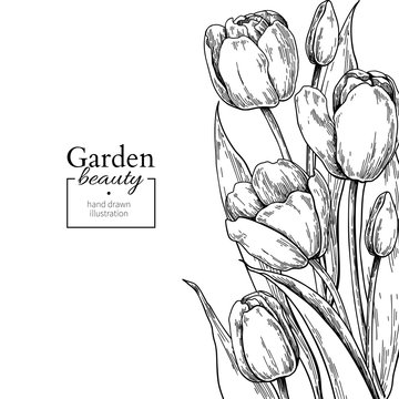Tulip flower and leaves drawing border. Vector hand drawn engraved floral frame.