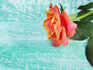 Fototapeta na wymiar beautiful rose on a wooden background