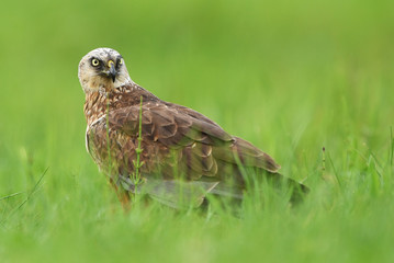 Marsh harrier (Circus aeruginosus) - male