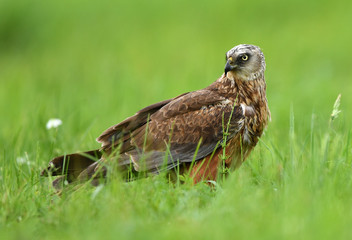 Marsh harrier (Circus aeruginosus) - male