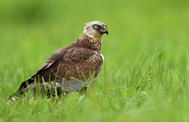 Marsh harrier (Circus aeruginosus) - male
