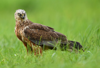Marsh harrier (Circus aeruginosus) - male