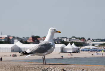 Seagull with yellow beak and gray wings on stone wall with beach and ocean in background
