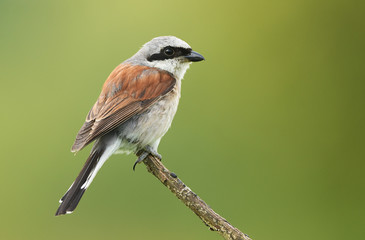 Red-backed Shrike (Lanius collurio)