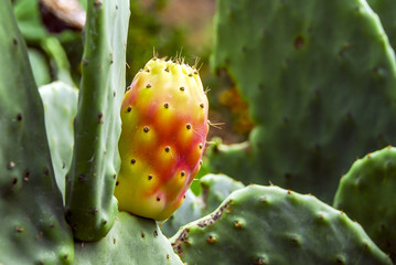 Bodrum, Turkey, 25 October 2010: Opuntia Ficus Indica Cactus, Village of Dagbelen