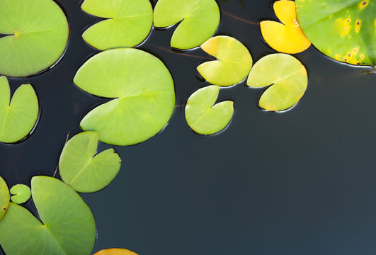 Beautiful pond with waterlily leaves, top view