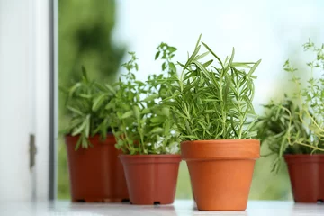 Cercles muraux Herbes Pots avec du romarin frais sur le rebord de la fenêtre