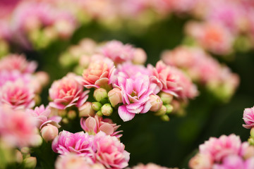Beautiful blooming kalanchoe flowers, closeup. Tropical plant