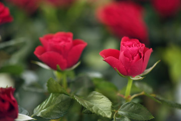 Fototapeta premium Beautiful blooming roses, closeup