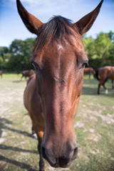 Obraz premium Funny horse on the meadow at animal shelter looking at camera.