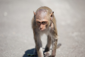 可愛いサル