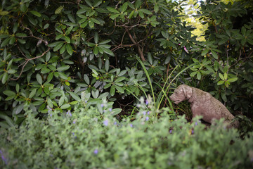 Naklejka na ściany i meble Dog Garden Statue in Lush Summer Foliage - Rhododendron Bush
