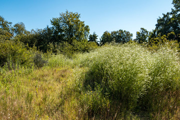 Fototapeta premium open filed with trees and tall grasses under the sun and blue sky