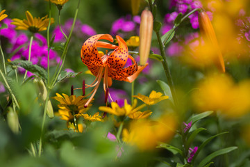 Vibrant Orange Tiger Lily in a Flower Garden with Yellow and Purple Flowers and Soft Selective...