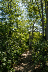 Obraz premium dirt trail in the forest under the sun