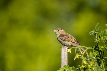 female sparrow standing on the wooden stick under the sun with creamy green background