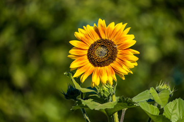 beautiful sunflower with orange inner circle under the sun with green background