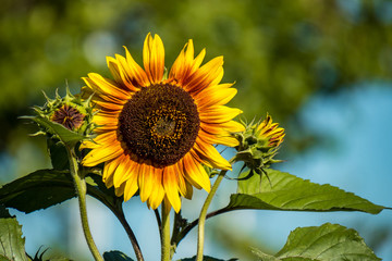 beautiful sunflower with orange inner circle under the sun with two small buds on both side