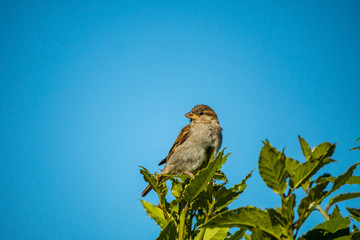 female sparrow resting on the top of the branch on a sunny day under the blue sky