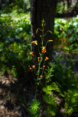 Sierra Tiger Lily, Also Known as Alpine Lily - An Orange Flower Found in Lush Yosemite Creeks
