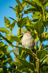 female sparrow resting on the branch on a sunny day
