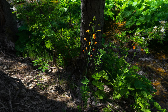 Beautiful Orange  Wildflower Along Shady Yosemite Creek, Known as Alpine Lily