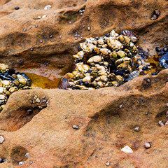 Barnacles and muscles attached to a rock during low tide. Southern California marine life.