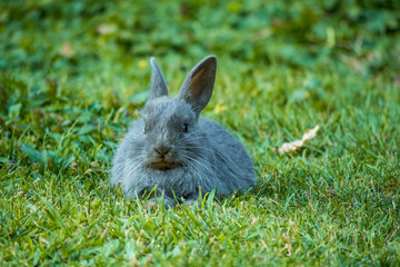fluffy tiny grey bunny resting on the green grass with fur covering its legs