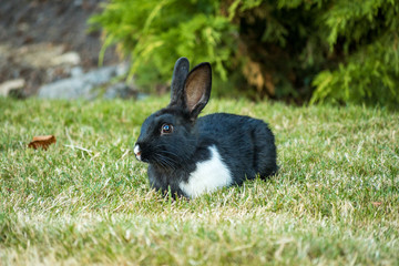 cute black bunny with white front leg resting on the grass in the shade.