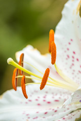 Fototapeta na wymiar close up shot of big orange stamens of spotted white day-lily flower