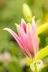 single pink day-lily opening up its petal under the sun