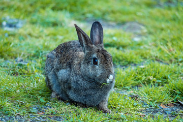 portrait of grey rabbit sitting on the green grass with a piece of leaf in its mouth