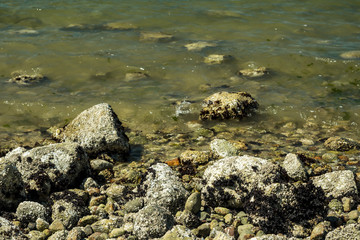 rocks covered in algae on the ocean coast with clear water under the sun