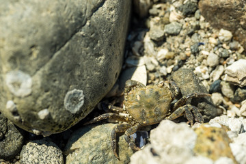 tiny crab walking among the rocks on the beach under the sun