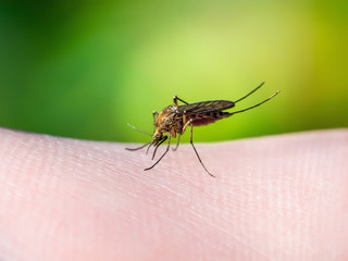 Fototapeta premium Yellow Fever, Malaria or Zika Virus Infected Mosquito Insect Macro on Green Background
