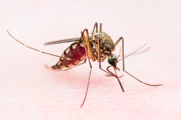 Yellow Fever, Malaria or Zika Virus Infected Mosquito Insect Macro