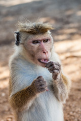 This stock photo features a cute monkey from Sri Lanka's natural forest. The Barbary ape or magot (Macaca sylvanus) is captured in its natural habitat, making for a captivating and charming image.