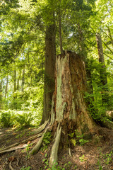 big tree trunk besides a tall tree in the forest cover in green mosses