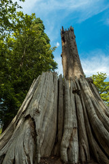 looking up the giant tree trunk in the forest under the blue sky